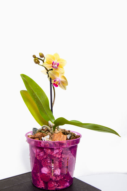 Phalaenopsis Gold/Orchid Moss Starter Kit – rePotme