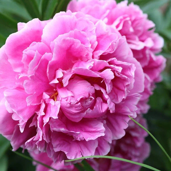 Peonies