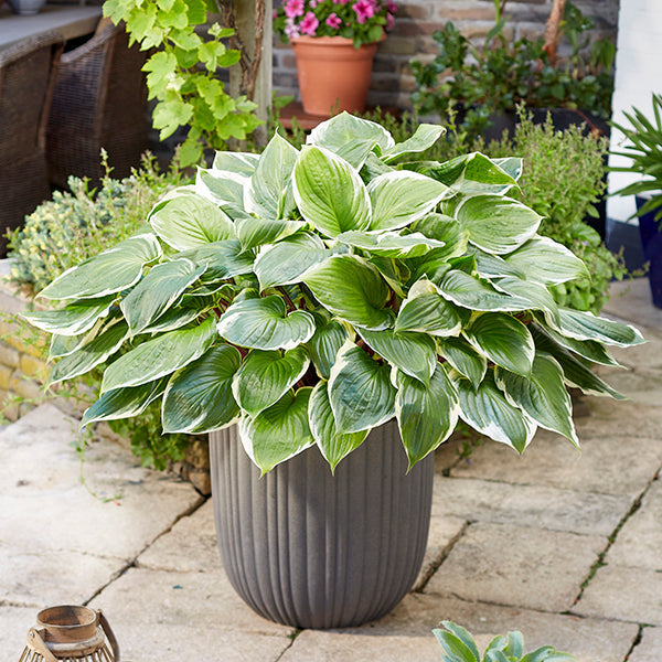 Hosta