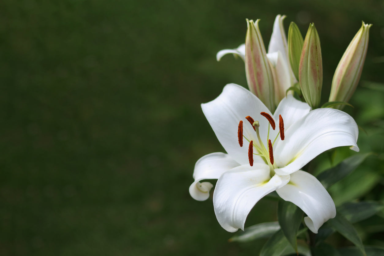 Lillies