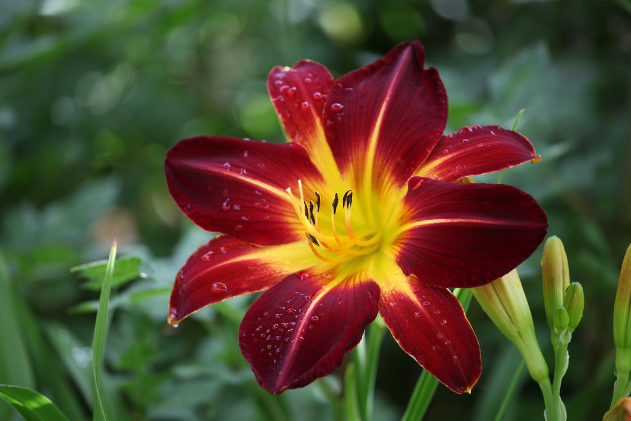 Daylilies