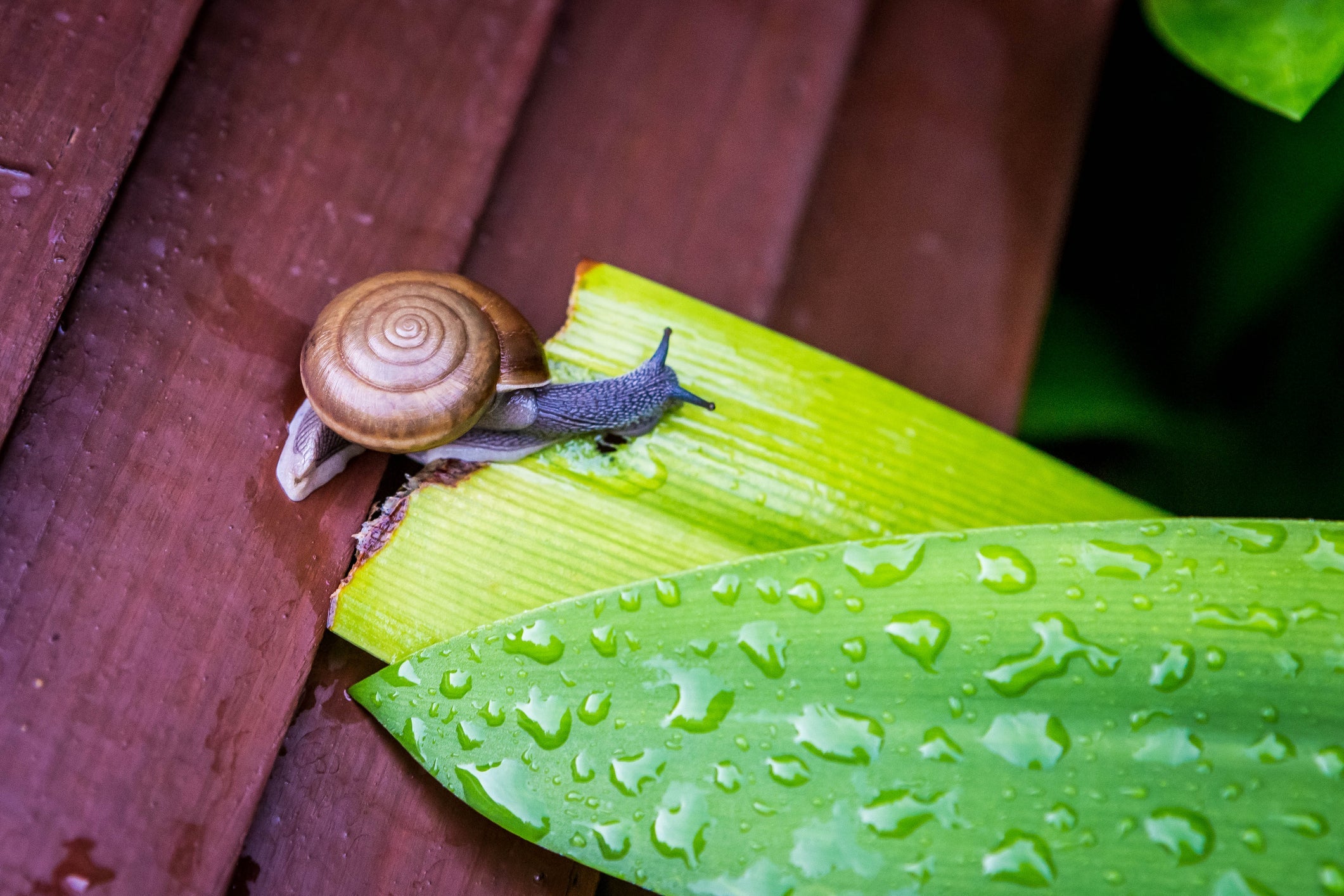 Pest Control for Indoor Plants: Orchids, Succulents, and More