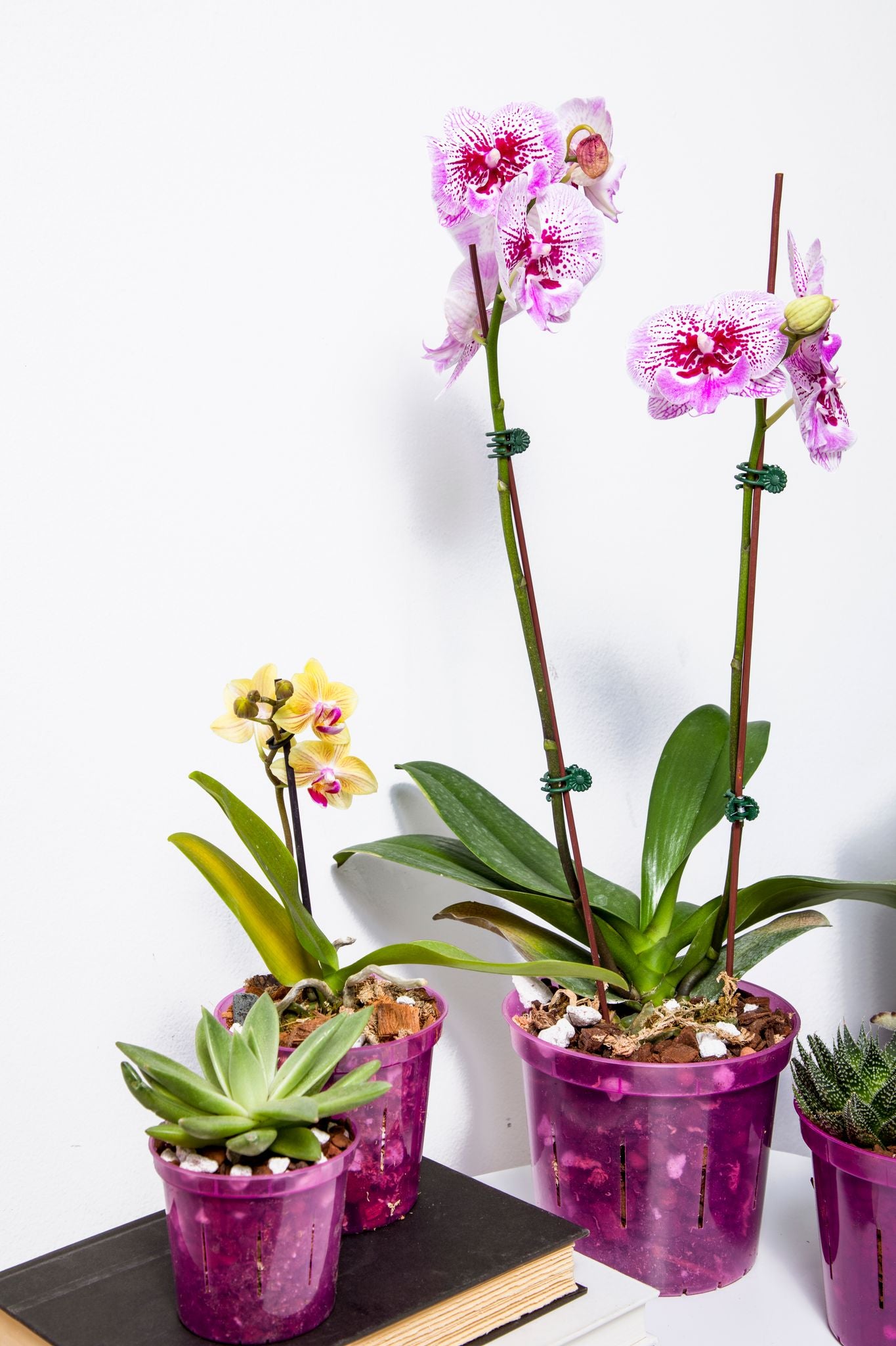 Orchid Supplies - Pots, Potting Mix, Fertilizer, and More