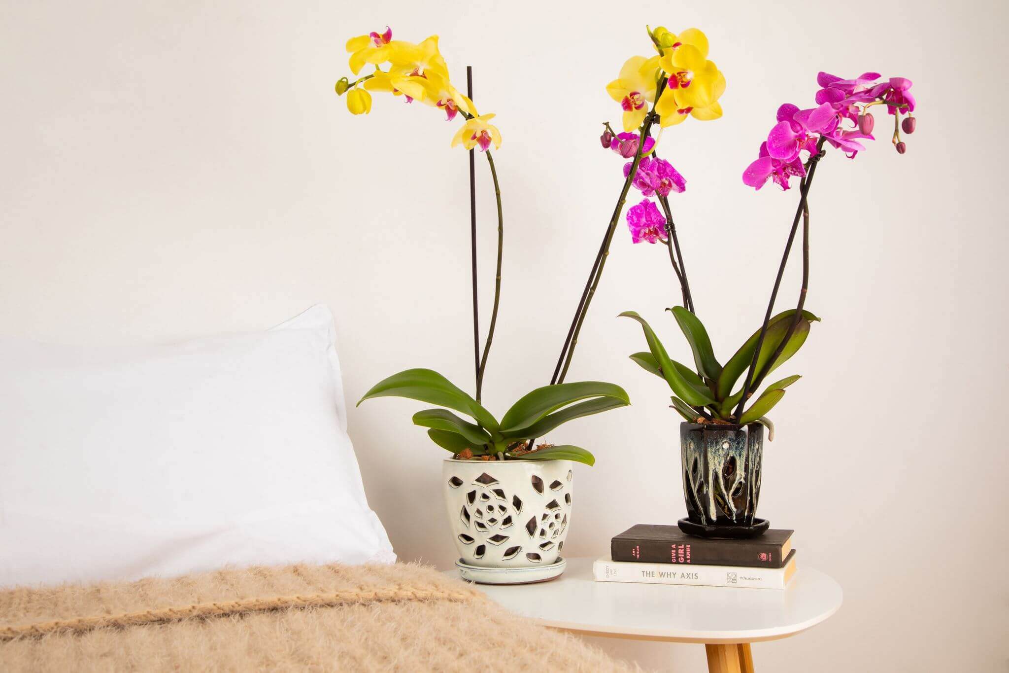 Gifts for Orchids