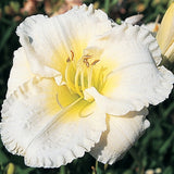 Big Snowbird Daylily