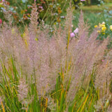 Caspian Feather Reed Grass