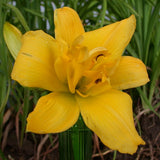 Double Charm Daylily