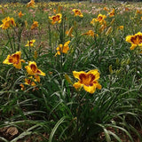 Black Eyed Susan Daylily