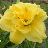 Double Charm Daylily