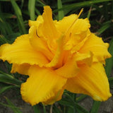 Condilla Daylily