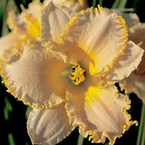 Grace, Peace and Love Daylily