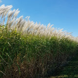 Giant Miscanthus Grass