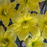 Big Time Happy Daylily