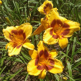 Black Eyed Susan Daylily