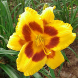 Black Eyed Susan Daylily