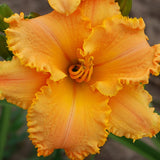 Sunset Tango Daylily