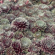 Jade Rose Hen & Chicks Succulent