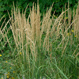 Karl Foerster Feather Reed Grass