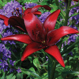 Black Beard Asiatic Lily