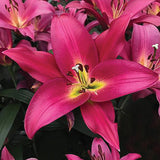 Touchstone Orienpet Lily