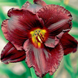 Night Symphony Daylily