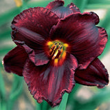 Night Symphony Daylily