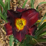 Night Symphony Daylily