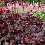 Obsidian Coral Bells