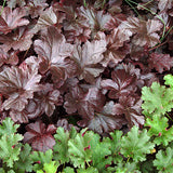 Obsidian Coral Bells