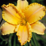 Peach Strudel Daylily