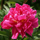 Karl Rosenfield Peony