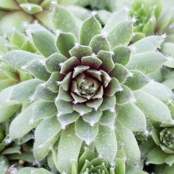 Jade Rose Hen & Chicks Succulent