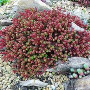 Red Wiggle Sedum