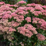 Autumn Joy Sedum