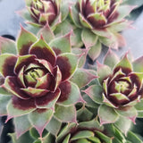 Killer Hen & Chicks Succulent