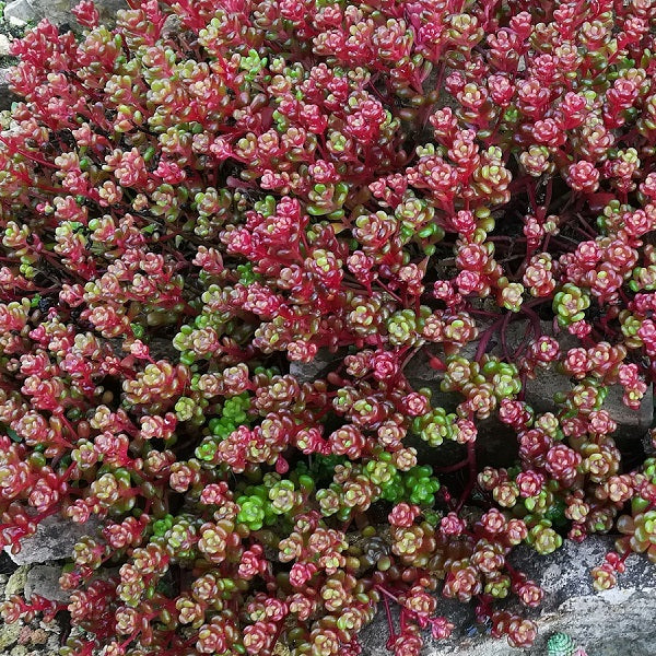 Season Ending Sedum Collection