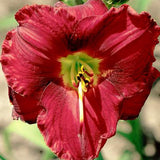 Regal Prairie Ruby Daylily