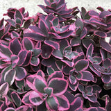 Dream Dazzler SunSparkler® Sedum