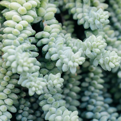 Major Sedum