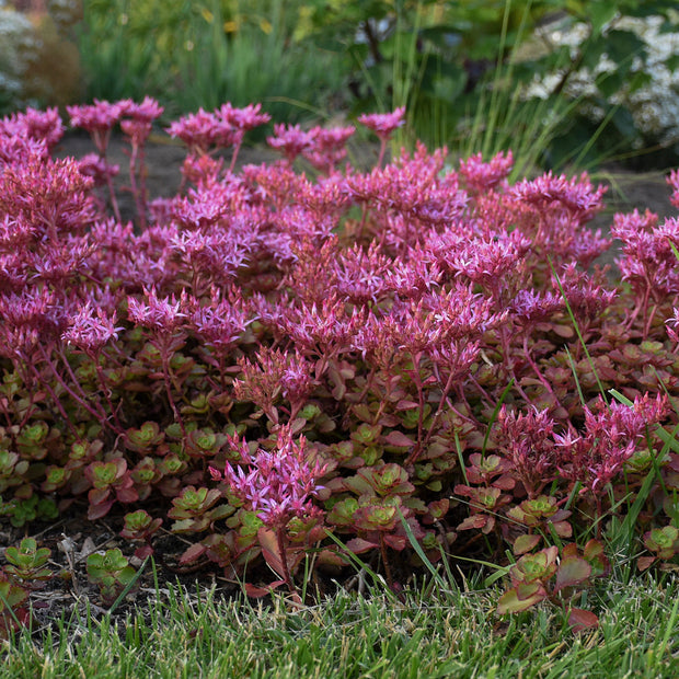 Red Wiggle Sedum