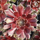 Jade Rose Hen & Chicks Succulent