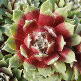 Jade Rose Hen & Chicks Succulent