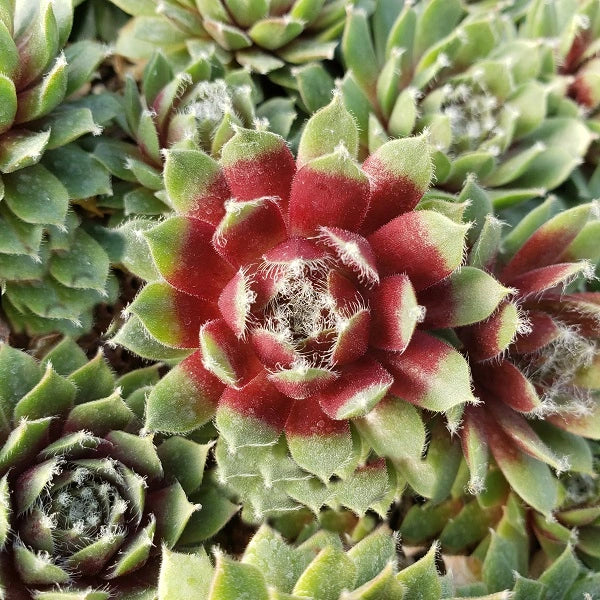 Jade Rose Hen & Chicks Succulent