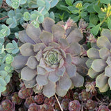 Pacific Blue Ice Hen & Chicks Succulent