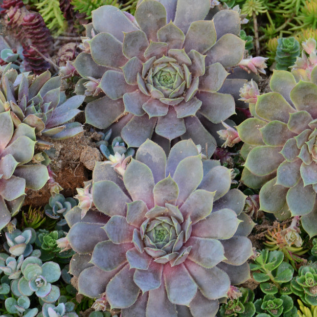 Pacific Blue Ice Hen & Chicks Succulent