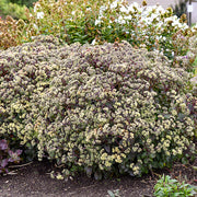 Season Ending Sedum Collection