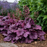 Wild Rose Coral Bells