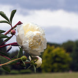 Duchesse de Nemours Peony